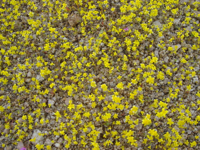 wild flowers closeup