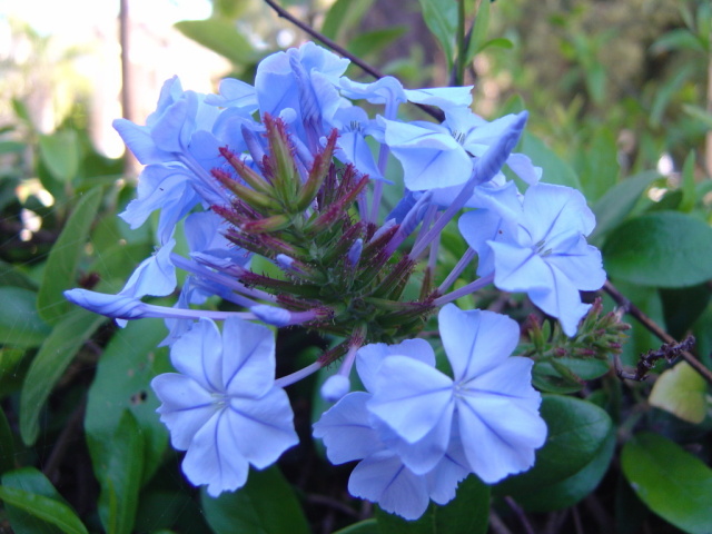 blue wound flowers