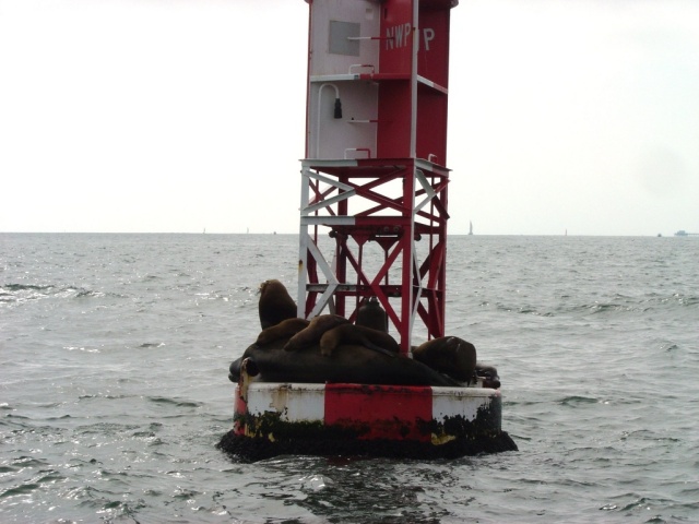 seals 1