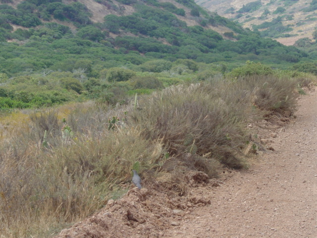 quail 1