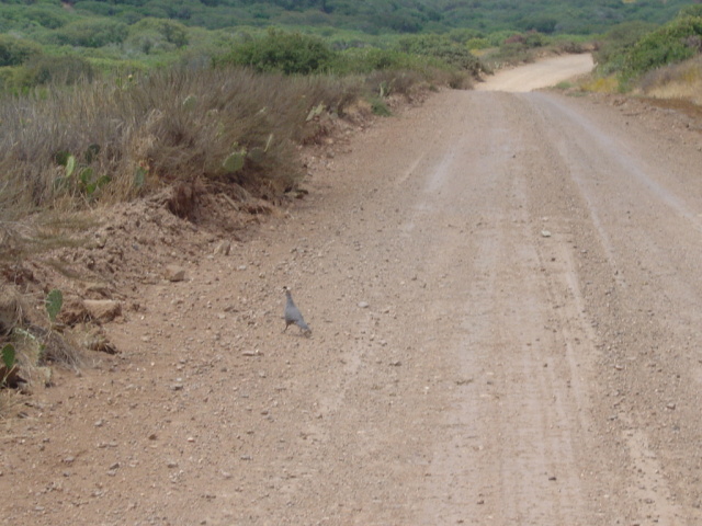 quail 2