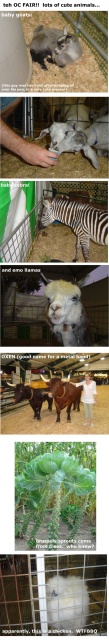 OC fair: teh animals [big]