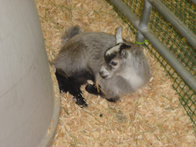 baby goat 1