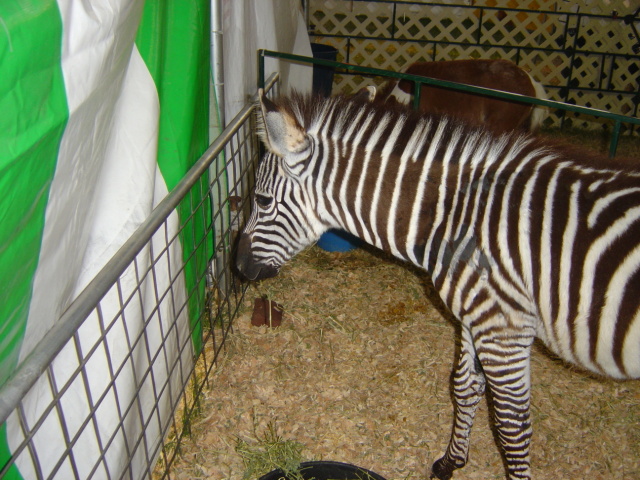 baby zebra