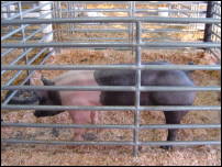 livestock 1