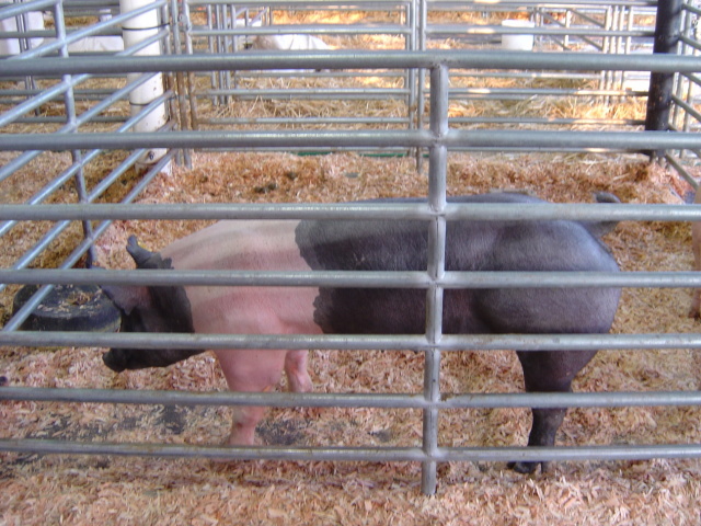 livestock 1