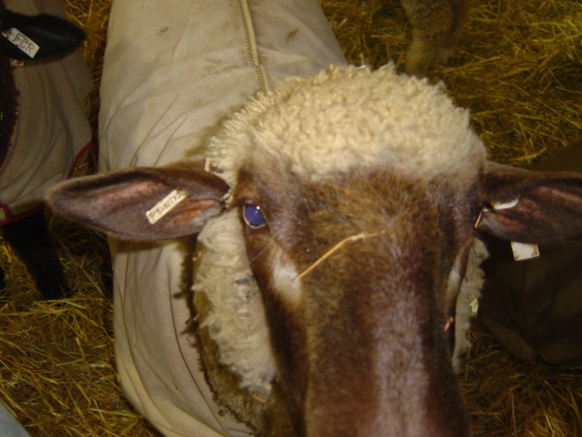livestock 2