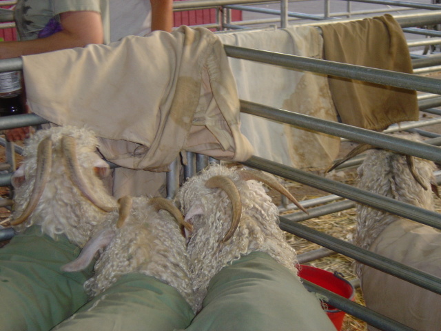 livestock 4