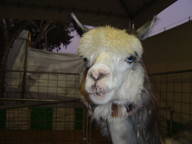 llama stare