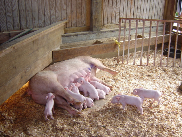 piglets 1