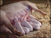 piglets 2