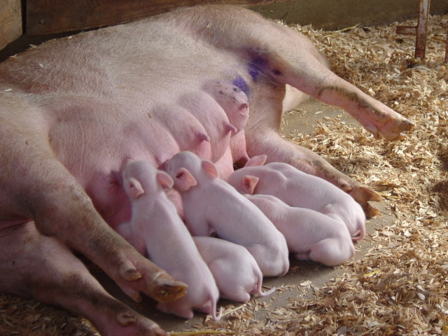 piglets 2
