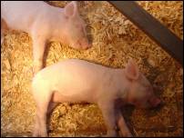 piglets 3