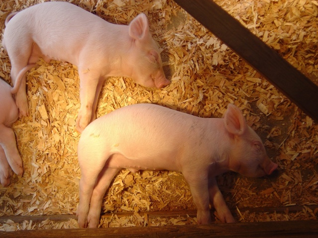 piglets 5