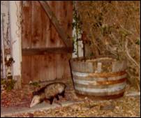 possum in our back yard