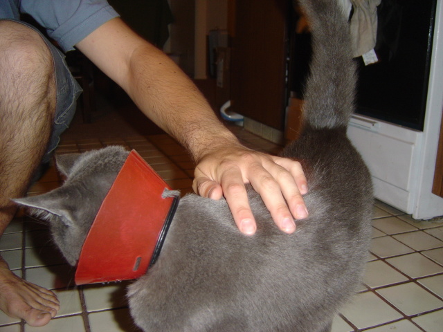 bubba in cone 1