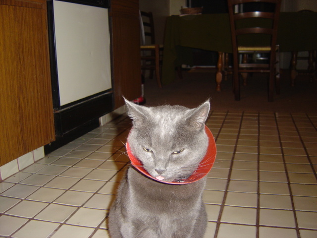 bubba in cone 2