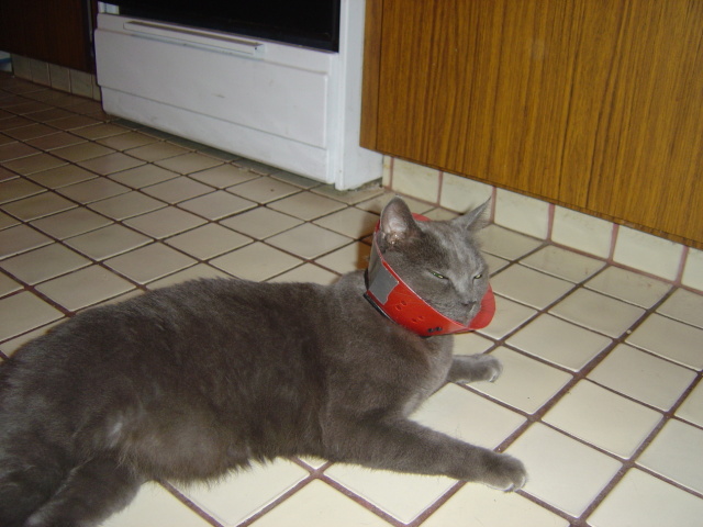 bubba in cone 3