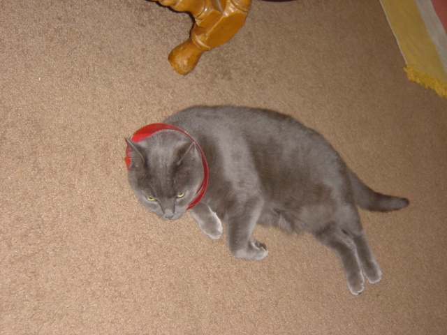 bubba in cone 4