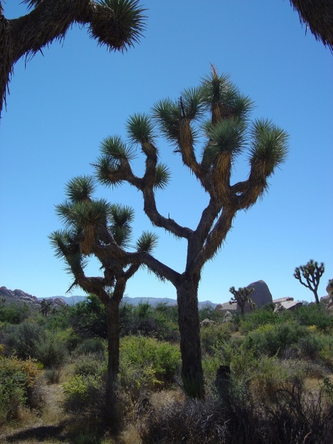 joshua trees