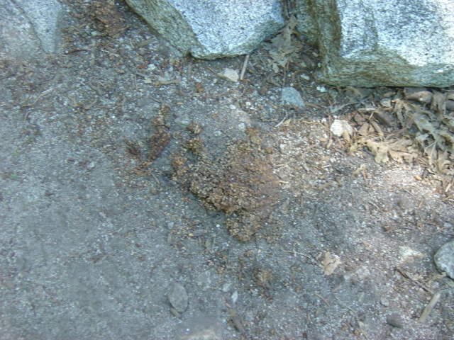 bear scat