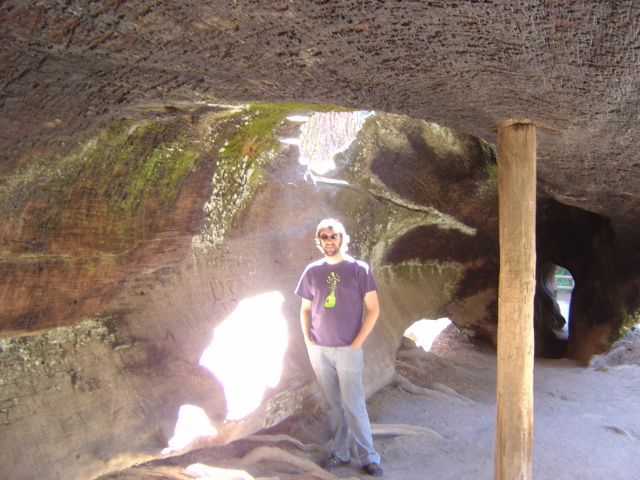 giant sequoia bar 2