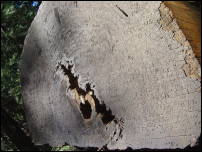 giant sequoia scribbled