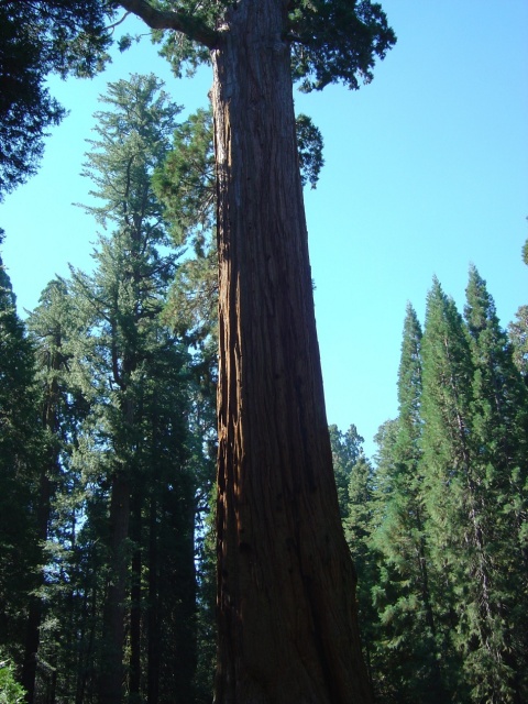 giant sequoia tree 2