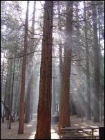 sunlight through forest fire smoke and trees