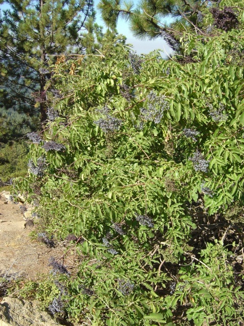 these berries are bear food
