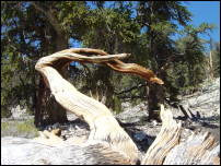 bristlecone 1