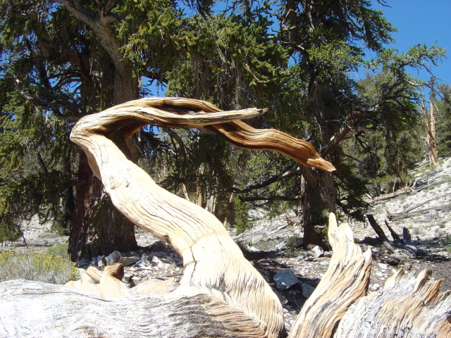 bristlecone 1