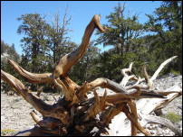 bristlecone 2