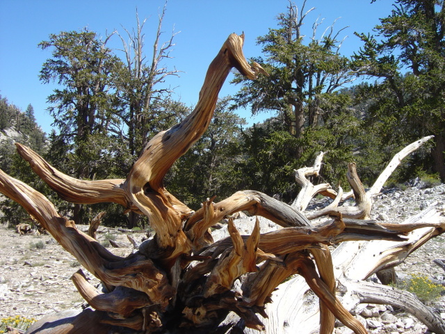 bristlecone 2