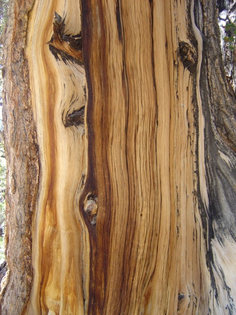 bristlecone 3