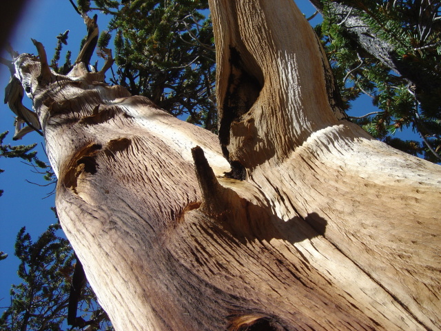bristlecone 4