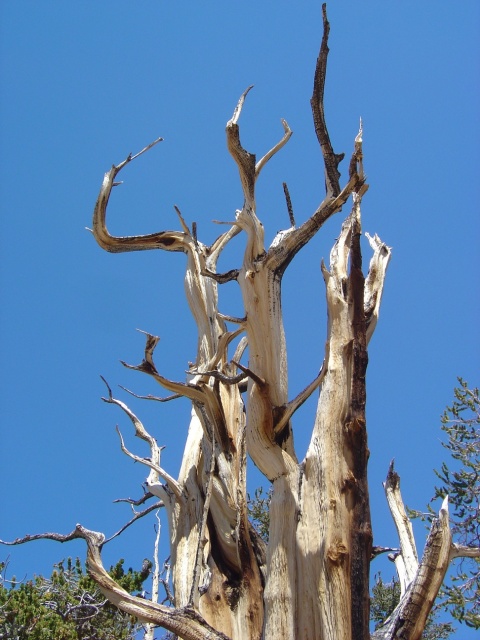 bristlecone 5