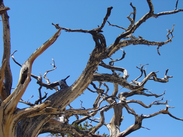 bristlecone 6