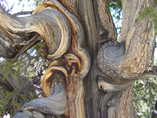 bristlecone 7
