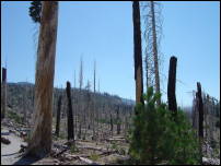 charred forest near devils postpile