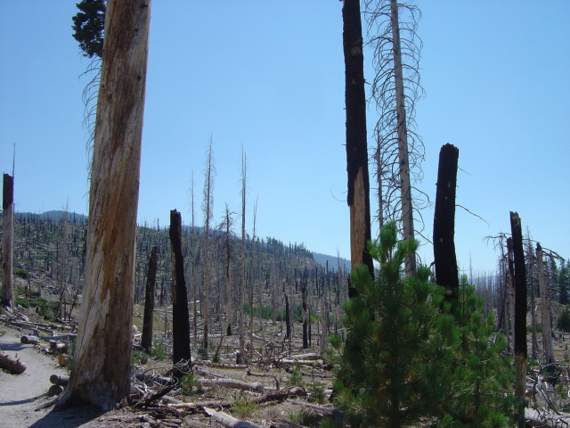 charred forest near devils postpile