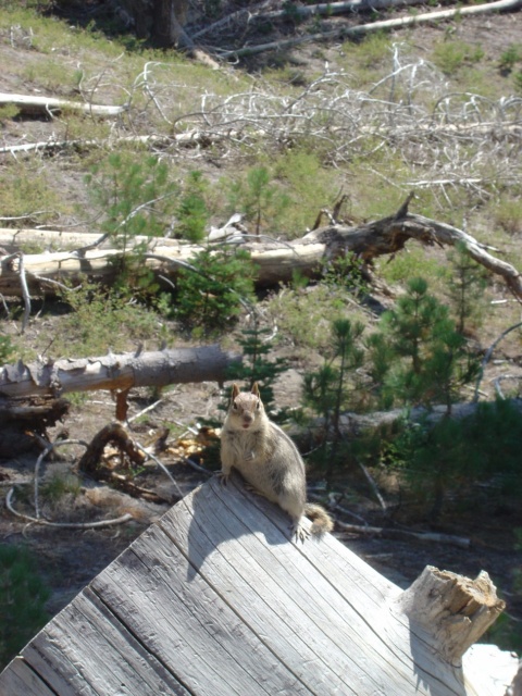 chipmunk on log 1