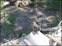 chipmunk on log 2