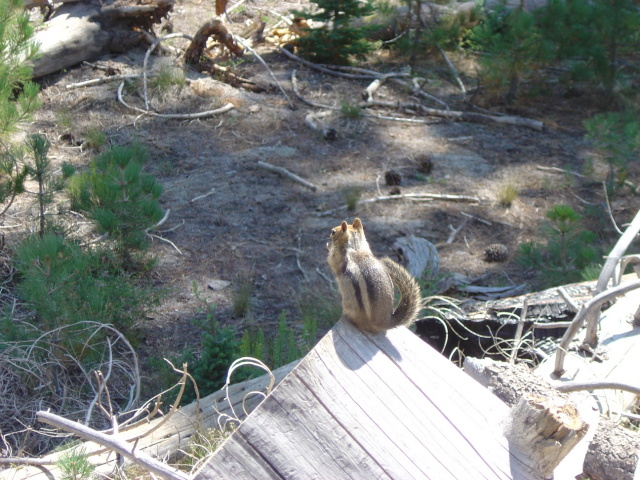 chipmunk on log 2