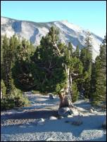 gnarled tree