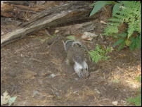 squirrel digging