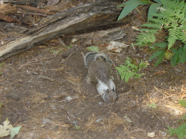squirrel digging