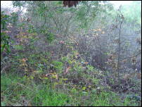 poison oak 1