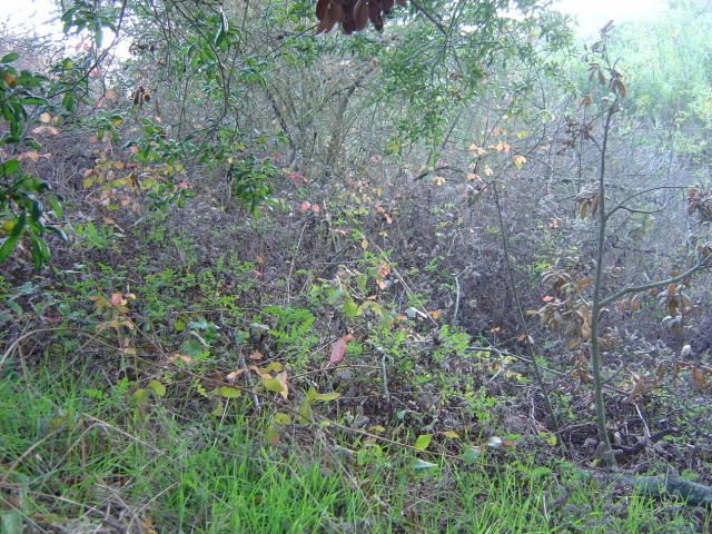 poison oak 1