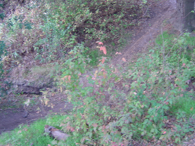 poison oak 2
